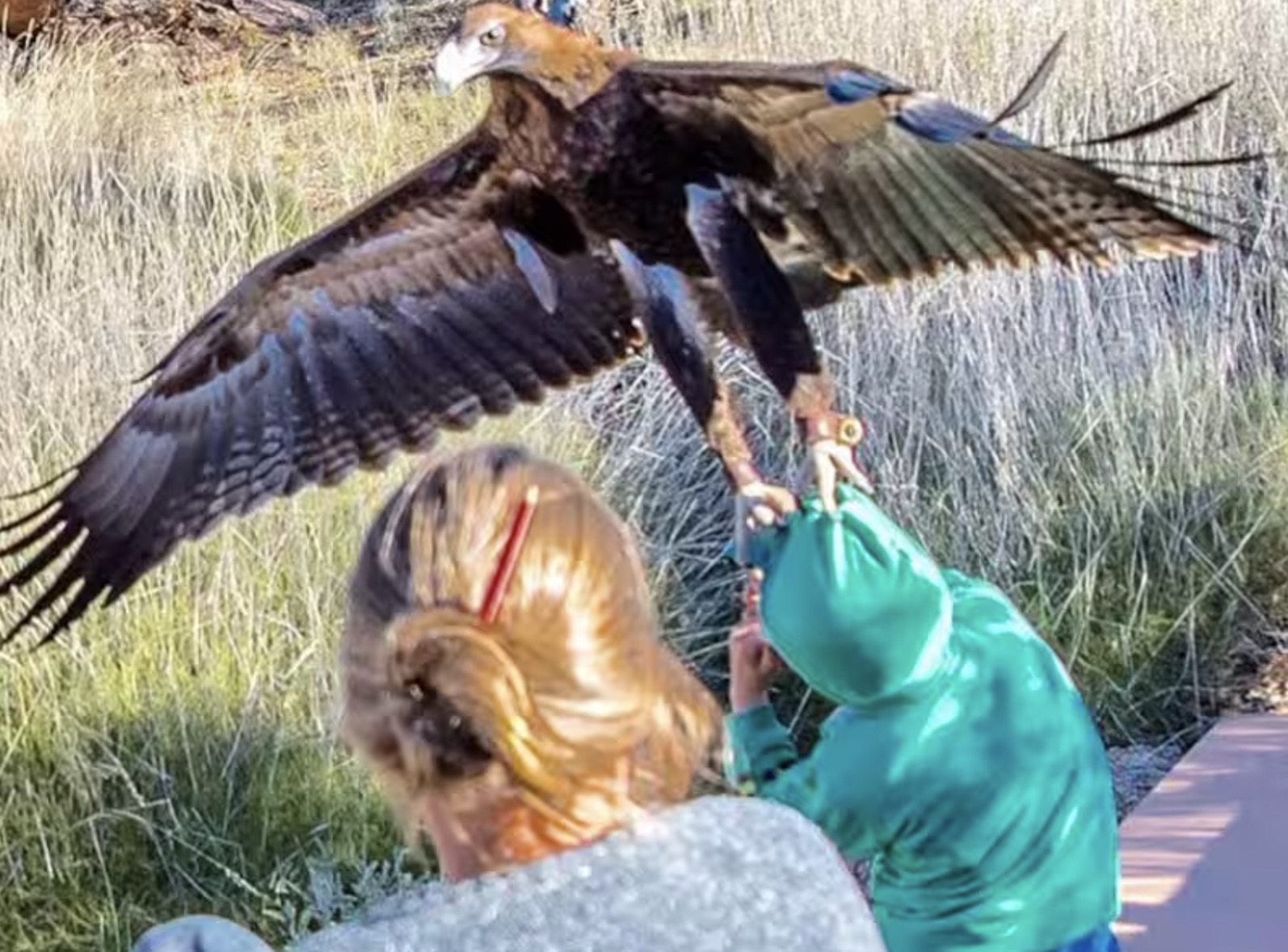 do eagles attack humans